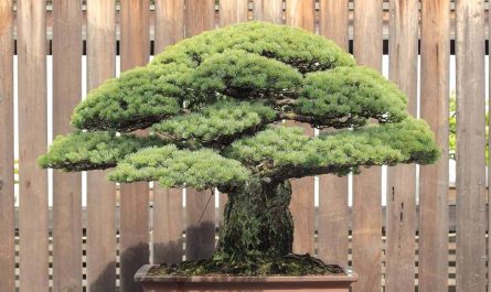 Japanese White Pine